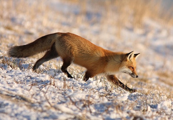 Охота на лису с манком